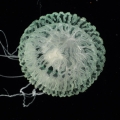 Hydrozoa (hydroids)