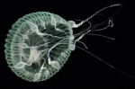 Zygocanna buitendijki subadult medusa from mouth of Brunswick River, New South Wales, Australia