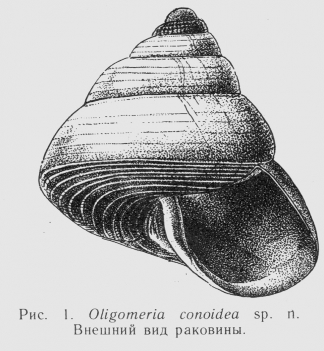 O. conoidea