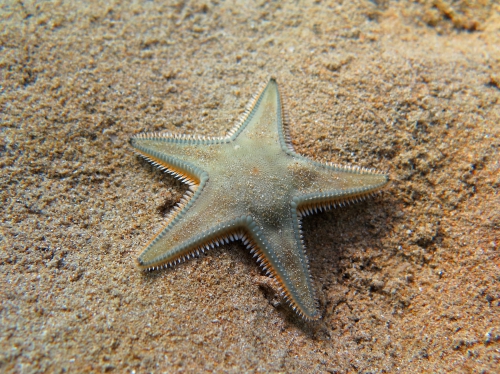 Astropecten jonstoni