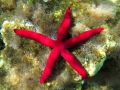 Echinodermata (echinoderms)