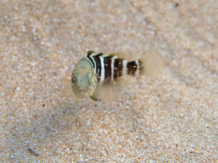 Epinephelus aeneus