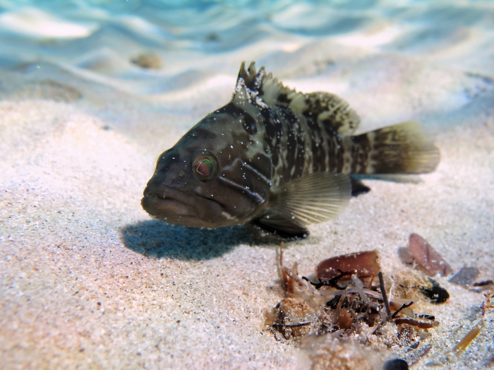 Epinephelus aeneus