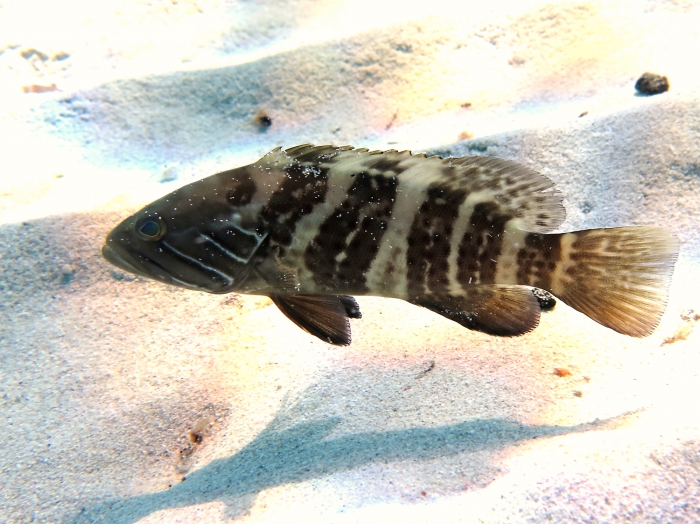 Epinephelus aeneus