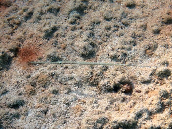 Fistularia commersonii Fistularia commersonii