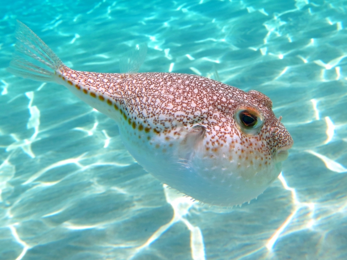 Torquigener flavimaculosus Torquigener flavimaculosus