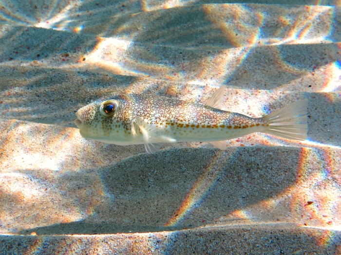 Torquigener flavimaculosus