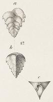 Verneulina spinulosa Reuss, 1850 Verneulina spinulosa Reuss, 1850