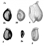 Nodobaculariella sulcata (Reuss, 1850)