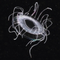 Hydrozoa (hydroids)