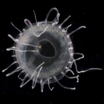 Solmaris rhodoloma medusa from mouth of Brunswick River, New South Wales, Australia