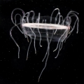 Hydrozoa (hydroids)