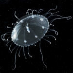 Hydrozoa (hydroids)