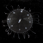 Amphogona apsteini medusa from mouth of Brunswick River, New South Wales, Australia