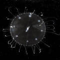 Hydrozoa (hydroids)