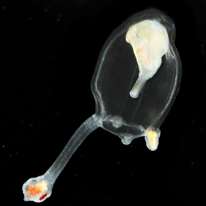 Corymorpha forbesii medusa from mouth of Brunswick River, New South Wales, Australia Corymorpha forbesii medusa from mouth of Brunswick River, New South Wales, Australia