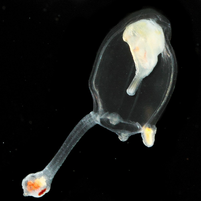 Corymorpha forbesii medusa from mouth of Brunswick River, New South Wales, Australia