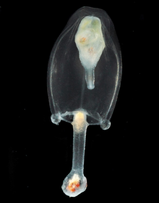 Corymorpha forbesii medusa from mouth of Brunswick River, New South Wales, Australia Corymorpha forbesii medusa from mouth of Brunswick River, New South Wales, Australia