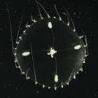 Phialella quadrata medusa from mouth of Brunswick River, New South Wales, Australia