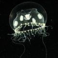 Hydrozoa (hydroids)