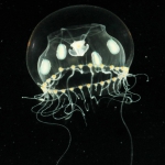 Phialella quadrata medusa from mouth of Brunswick River, New South Wales, Australia