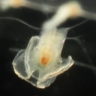 manubrium of Phialella quadrata medusa from mouth of Brunswick River, New South Wales, Australia