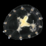 Proboscidactyla tropica medusa from mouth of Brunswick River, New South Wales, Australia 