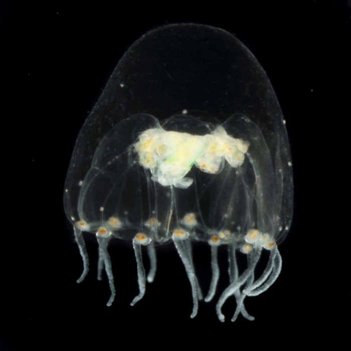 Proboscidactyla tropica medusa from mouth of Brunswick River, New South Wales, Australia Proboscidactyla tropica medusa from mouth of Brunswick River, New South Wales, Australia
