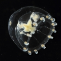 Hydrozoa (hydroids)