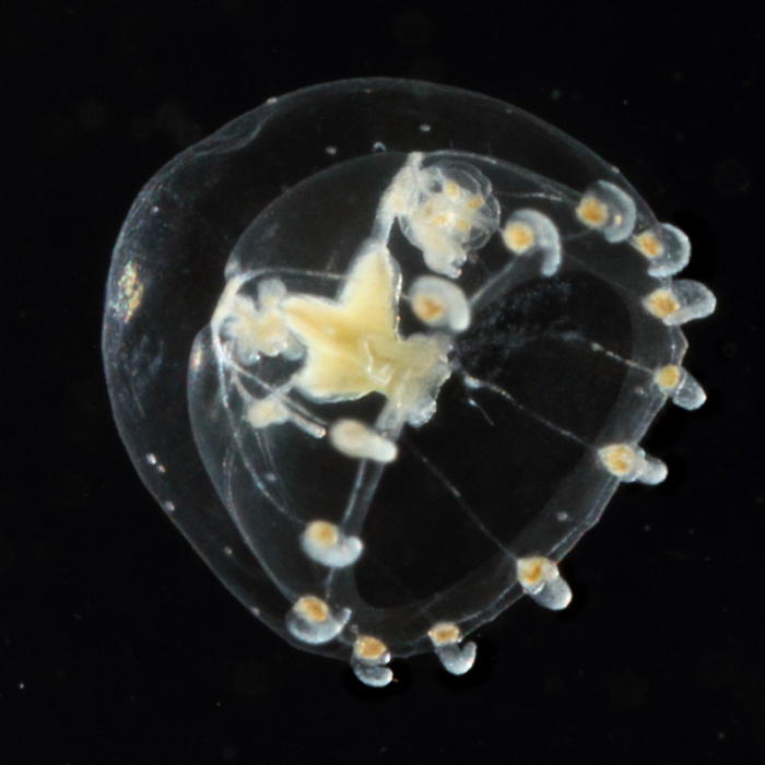 Proboscidactyla tropica medusa from mouth of Brunswick River, New South Wales, Australia Proboscidactyla tropica medusa from mouth of Brunswick River, New South Wales, Australia
