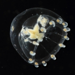 Proboscidactyla tropica medusa from mouth of Brunswick River, New South Wales, Australia 