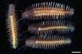 Polychaeta (bristle worms)