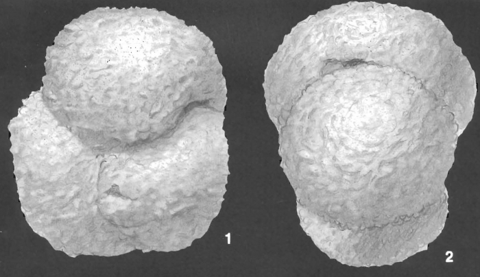 Ammosphaeroidina grandis Cushman identified specimen Ammosphaeroidina grandis Cushman identified specimen