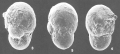 Chromista - Foraminifera (foraminifers)