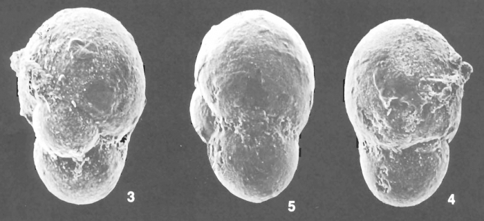 Cystammina pauciloculata (Brady) identified specimen