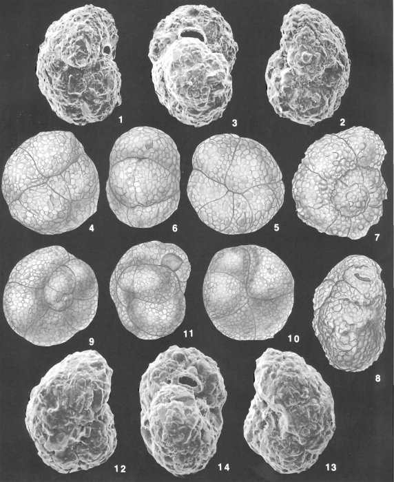 Recurvoides contortus Earland identified specimen