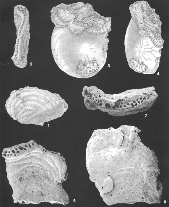 Bdelloidina aggregata Carter identified specimen