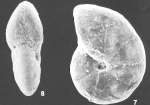 Cyclammina trullissata (Brady) identified specimen