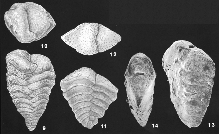 Spiroplectinella kerimbaensis (Said) identified specimen Spiroplectinella kerimbaensis (Said) identified specimen