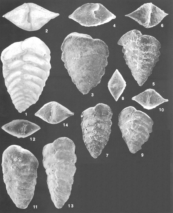 Spiroplectinella pseudocarinata (Cushman) identified specimen Spiroplectinella pseudocarinata (Cushman) identified specimen