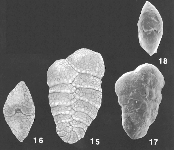 Spiroplectinella wrightii (Silvestri) identified specimen Spiroplectinella wrightii (Silvestri) identified specimen