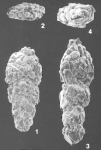 Vulvulina sinensis Zheng identified specimen