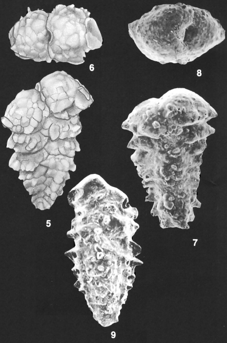Spirotextularia fistulosa (Brady) identified specimen Spirotextularia fistulosa (Brady) identified specimen