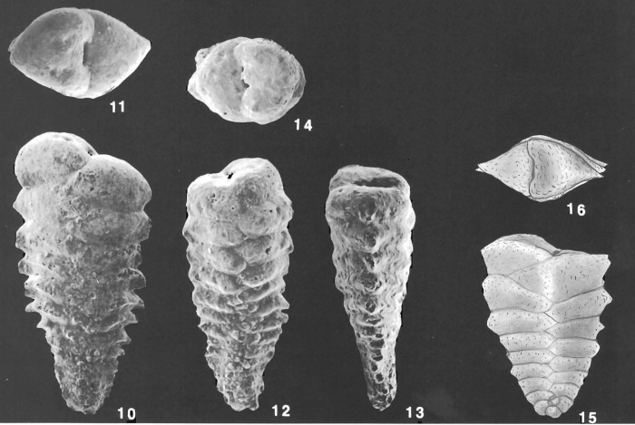 Spirotextularia floridana (Cushman) identified specimen