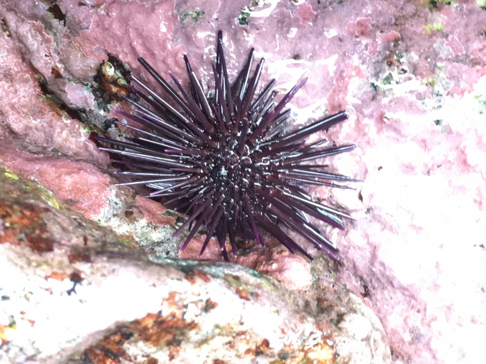 Echinometra vanbrunti Echinometra vanbrunti
