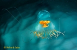 Catablema vesicarium medusa from Greenland