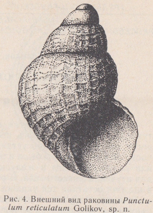 Punctulum reticulatum Golikov, 1986