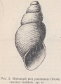 Mollusca (molluscs)