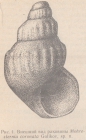 Mohrensternia coronata Golikov, 1986