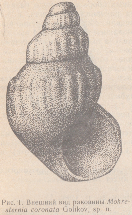 Mohrensternia coronata Golikov, 1986 Mohrensternia coronata Golikov, 1986